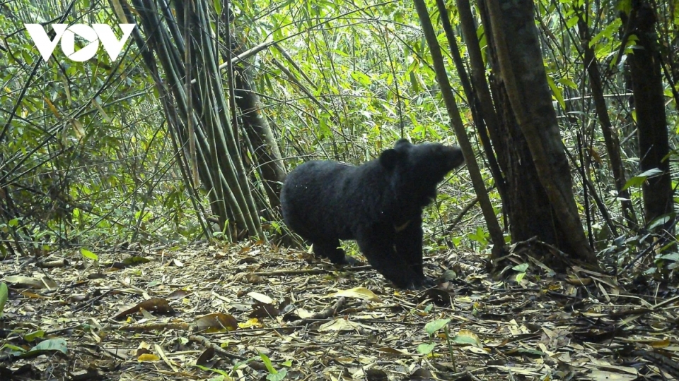 Sun bear discovered at Chu Mom Ray National Park